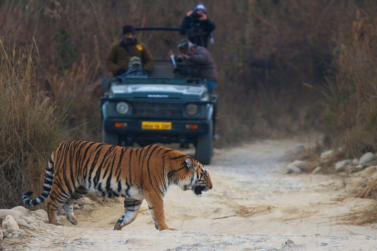 10 Unique animals in Jim Corbett you'll spot on your safari