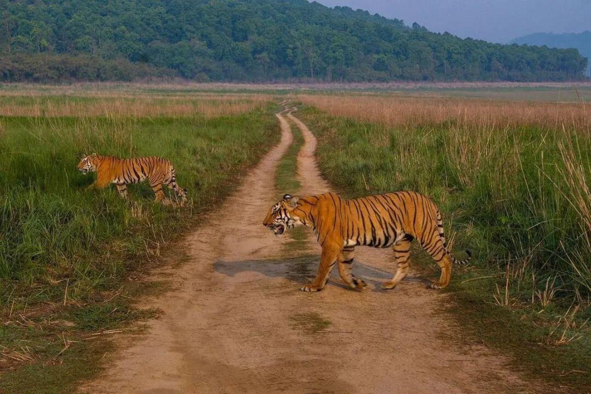 The ultimate 7 things to do in Jim Corbett