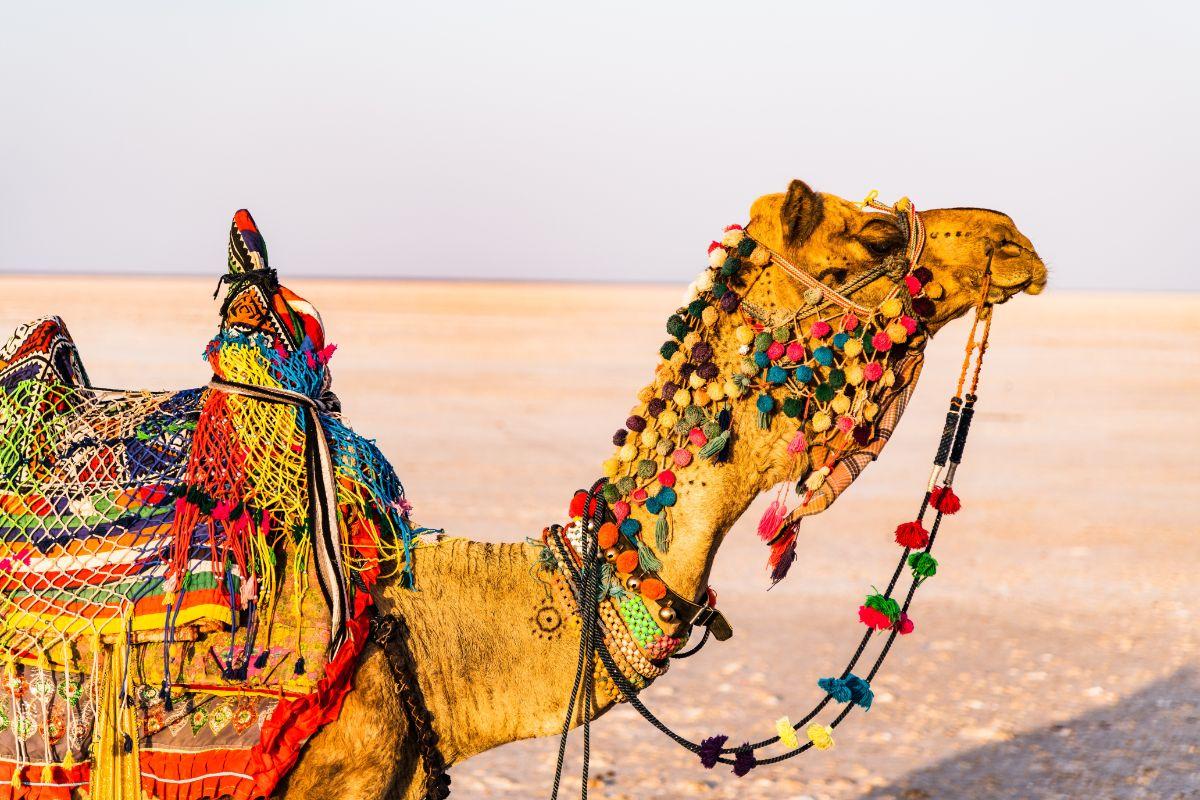 Jaisalmer Desert Festival 2025: A spectacle of sand, culture, and celebration