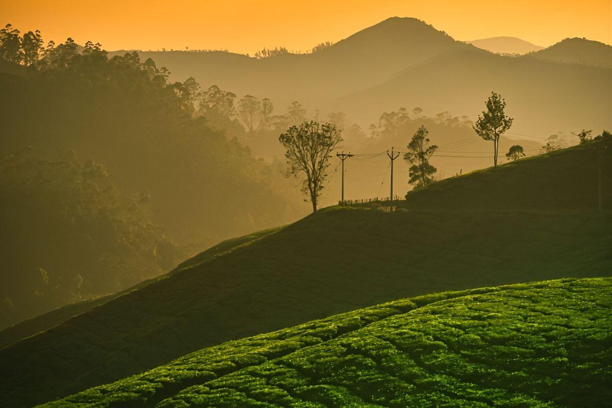 Top 10 things to do in Munnar