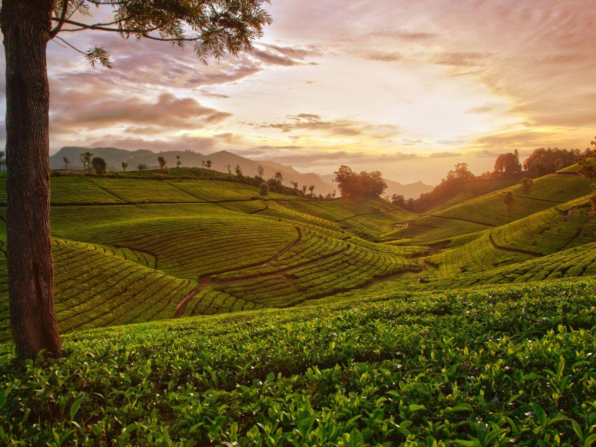 Discover the beauty of Ooty's tea plantations during monsoon