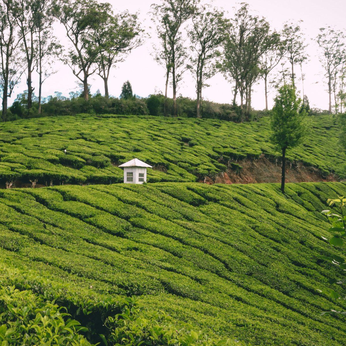 Hostels in Munnar