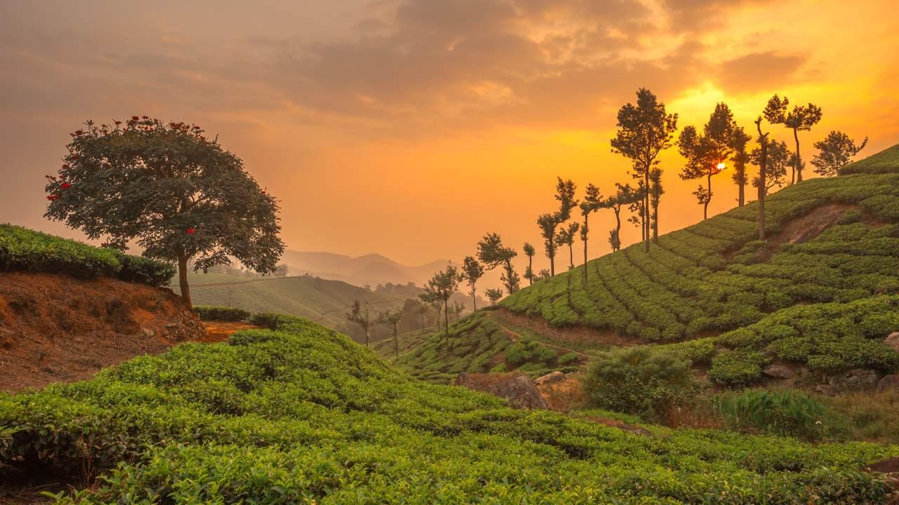 The ultimate summer travel guide to Munnar: 15 cool escapes