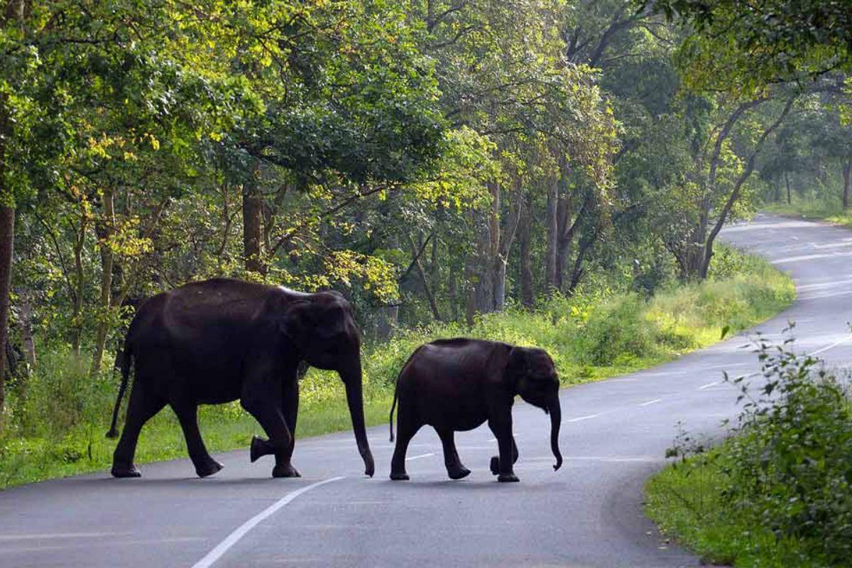 Ultimate travel guide to Wayanad