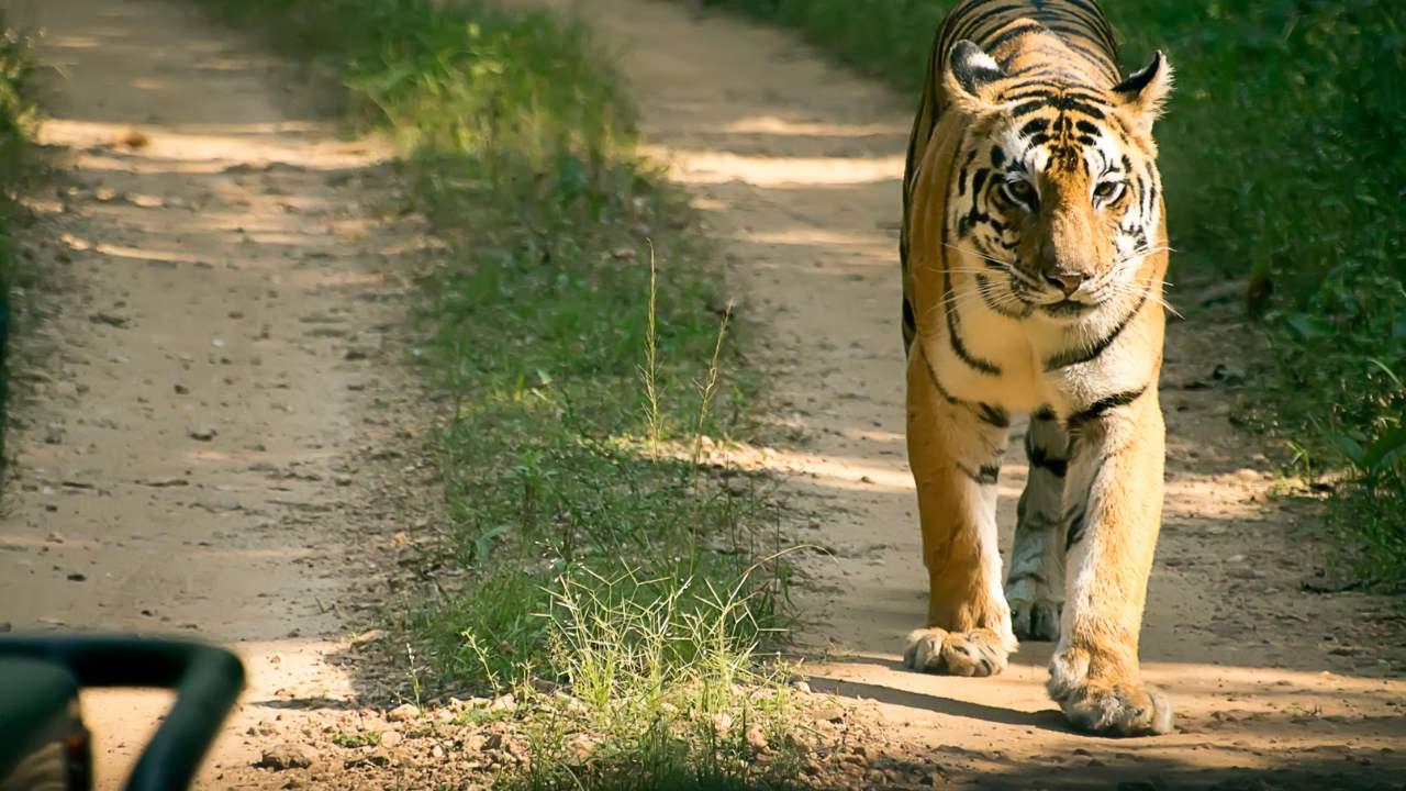 India's top 10 wildlife sanctuaries and national parks